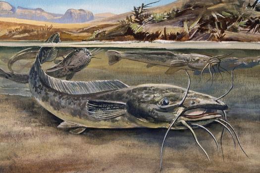 Walking Catfish (Clarias Batrachus), Clariidae, Drawing' Giclee Print