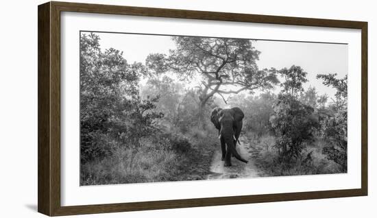 Walking Giant-Jaco Marx-Framed Photographic Print