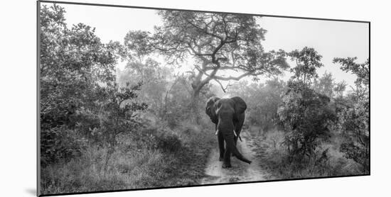 Walking Giant-Jaco Marx-Mounted Photographic Print