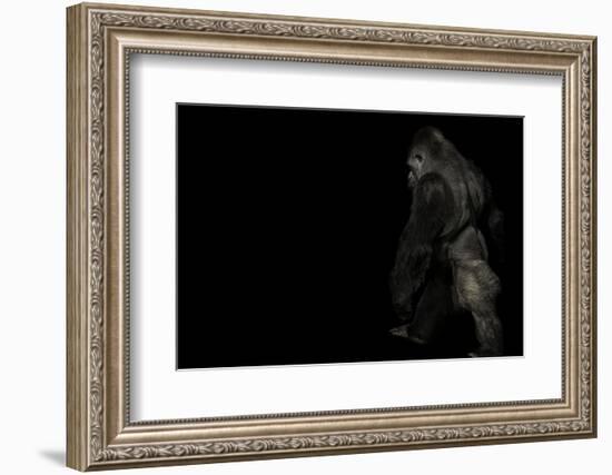 walking gorilla on black-Sue Demetriou-Framed Photographic Print