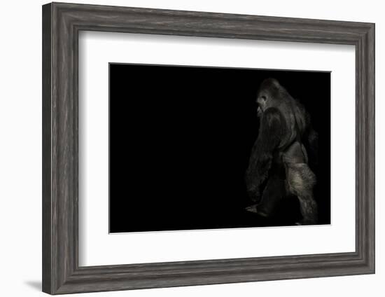 walking gorilla on black-Sue Demetriou-Framed Photographic Print