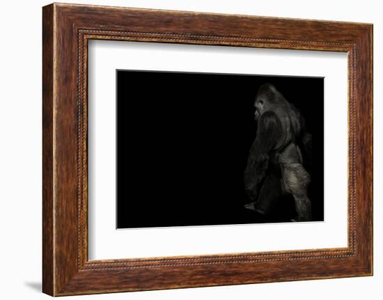 walking gorilla on black-Sue Demetriou-Framed Photographic Print