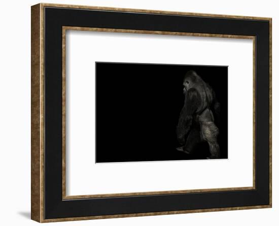 walking gorilla on black-Sue Demetriou-Framed Photographic Print