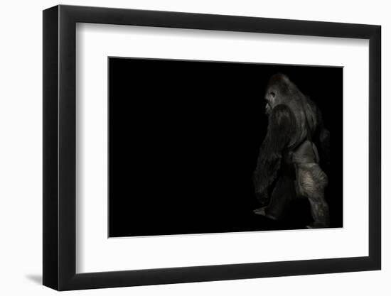 walking gorilla on black-Sue Demetriou-Framed Photographic Print