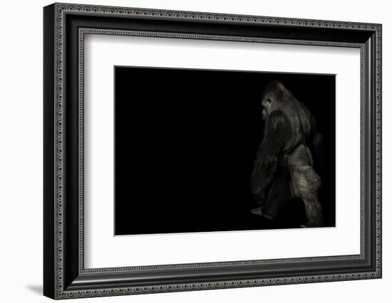 walking gorilla on black-Sue Demetriou-Framed Photographic Print