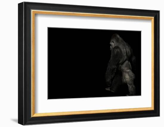 walking gorilla on black-Sue Demetriou-Framed Photographic Print