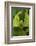 Walking Leaf, Female, Green, Medium Close-Up-Harald Kroiss-Framed Photographic Print