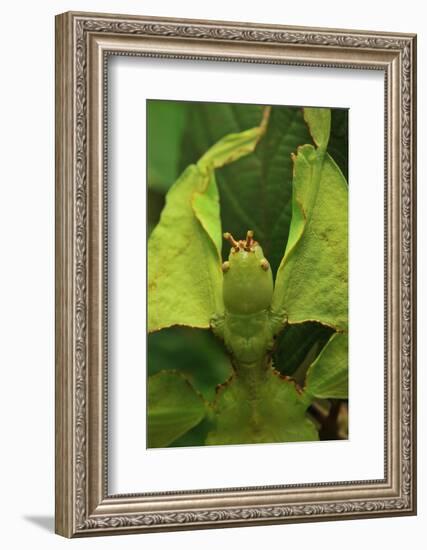 Walking Leaf, Female, Green, Medium Close-Up-Harald Kroiss-Framed Photographic Print