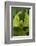 Walking Leaf, Female, Green, Medium Close-Up-Harald Kroiss-Framed Photographic Print