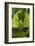 Walking Leaf, Female, Green, Medium Close-Up-Harald Kroiss-Framed Photographic Print