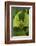 Walking Leaf, Female, Green, Medium Close-Up-Harald Kroiss-Framed Photographic Print