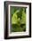 Walking Leaf, Female, Green, Medium Close-Up-Harald Kroiss-Framed Photographic Print