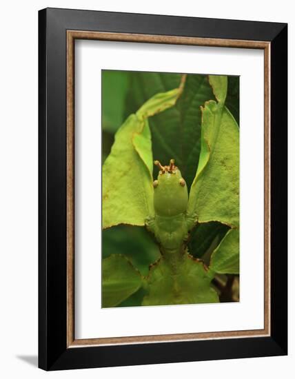 Walking Leaf, Female, Green, Medium Close-Up-Harald Kroiss-Framed Photographic Print