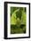 Walking Leaf, Female, Green, Medium Close-Up-Harald Kroiss-Framed Photographic Print