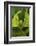 Walking Leaf, Female, Green, Medium Close-Up-Harald Kroiss-Framed Photographic Print