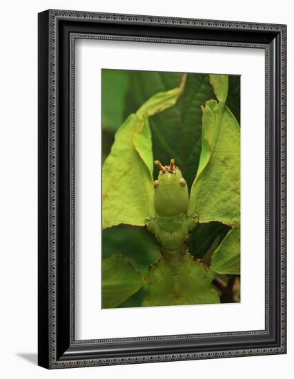 Walking Leaf, Female, Green, Medium Close-Up-Harald Kroiss-Framed Photographic Print