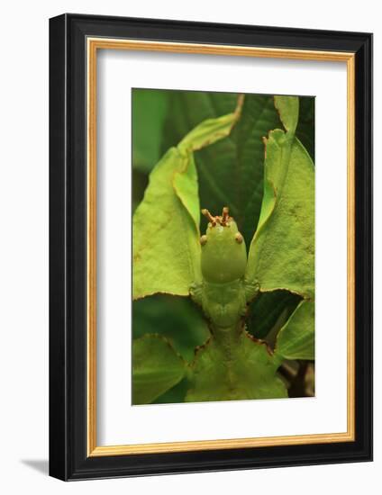 Walking Leaf, Female, Green, Medium Close-Up-Harald Kroiss-Framed Photographic Print