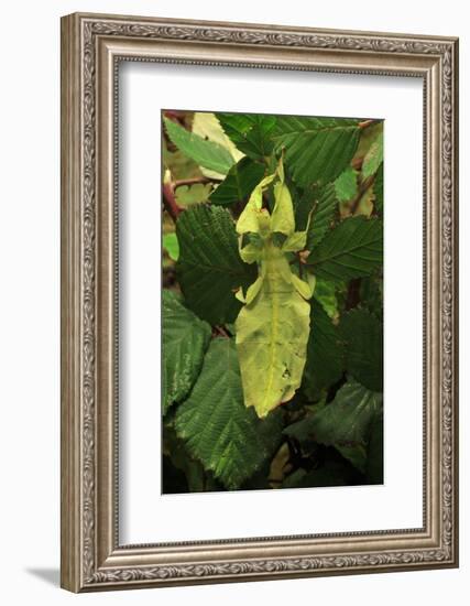 Walking Leaf, Female on Blackberry Leaves-Harald Kroiss-Framed Photographic Print