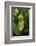 Walking Leaf, Female on Blackberry Leaves-Harald Kroiss-Framed Photographic Print