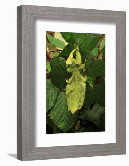 Walking Leaf, Female on Blackberry Leaves-Harald Kroiss-Framed Photographic Print