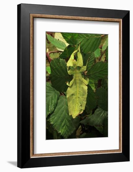 Walking Leaf, Female on Blackberry Leaves-Harald Kroiss-Framed Photographic Print