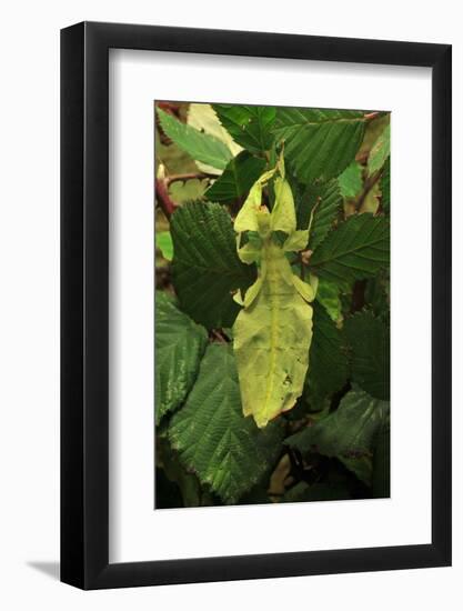 Walking Leaf, Female on Blackberry Leaves-Harald Kroiss-Framed Photographic Print