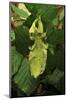 Walking Leaf, Female on Blackberry Leaves-Harald Kroiss-Mounted Photographic Print