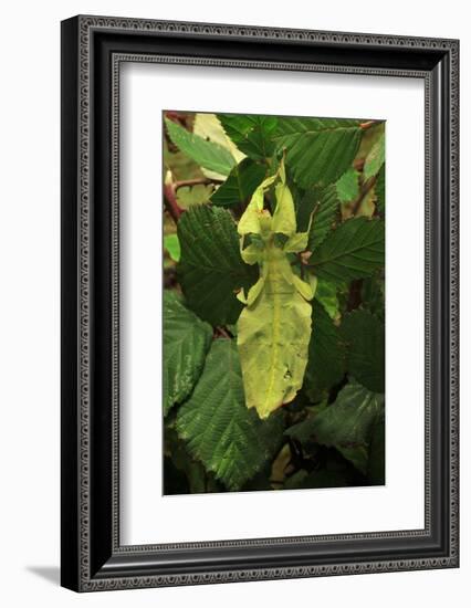 Walking Leaf, Female on Blackberry Leaves-Harald Kroiss-Framed Photographic Print