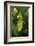 Walking Leaf, Female on Blackberry Leaves-Harald Kroiss-Framed Photographic Print