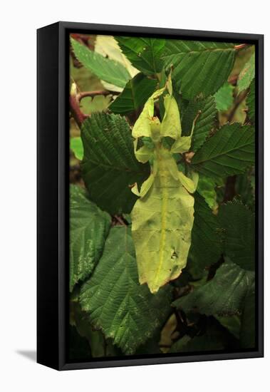Walking Leaf, Female on Blackberry Leaves-Harald Kroiss-Framed Premier Image Canvas