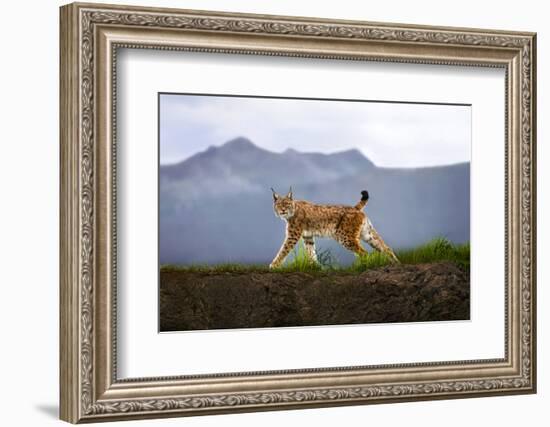 Walking Lynx-Xavier Ortega-Framed Photographic Print