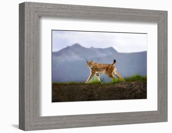 Walking Lynx-Xavier Ortega-Framed Photographic Print