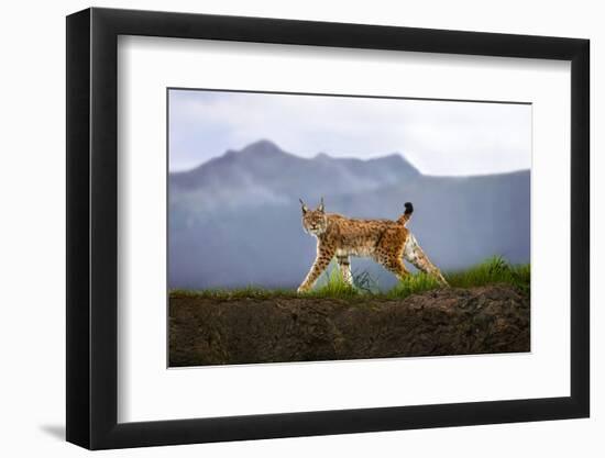Walking Lynx-Xavier Ortega-Framed Photographic Print