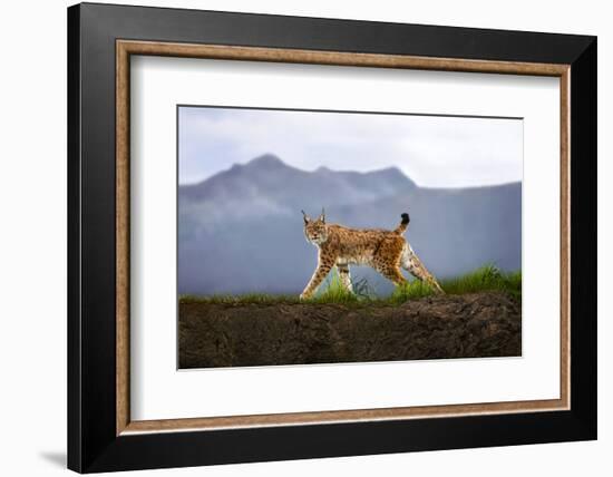 Walking Lynx-Xavier Ortega-Framed Photographic Print