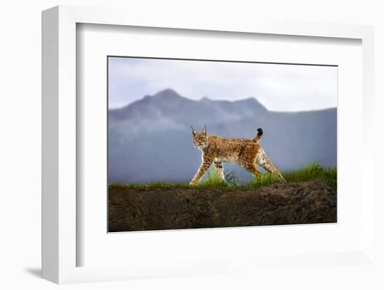 Walking Lynx-Xavier Ortega-Framed Photographic Print