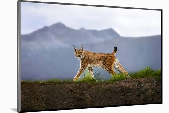 Walking Lynx-Xavier Ortega-Mounted Photographic Print