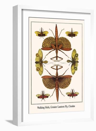 Walking Stick, Greater Lantern Fly, Cicadas-Albertus Seba-Framed Art Print