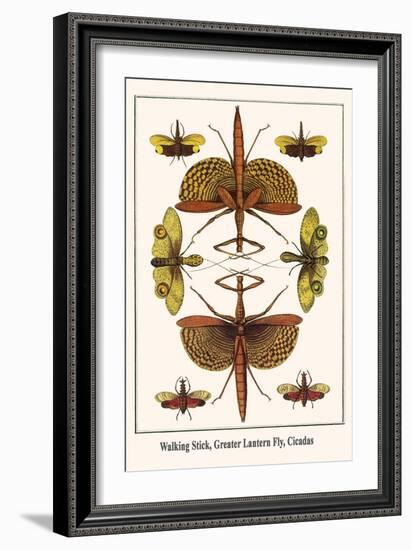 Walking Stick, Greater Lantern Fly, Cicadas-Albertus Seba-Framed Art Print