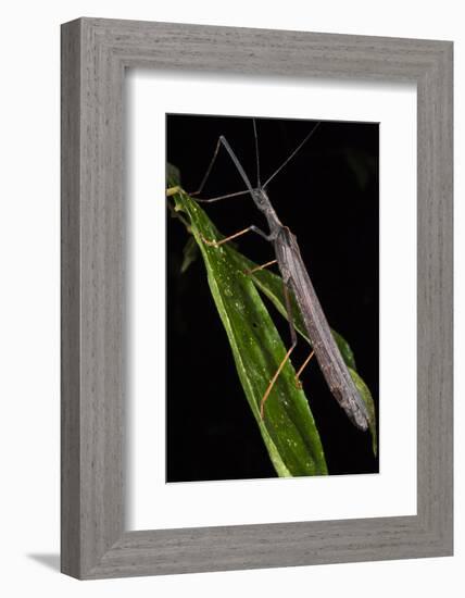 Walking Stick Insect, Yasuni NP, Amazon Rainforest, Ecuador-Pete Oxford-Framed Photographic Print