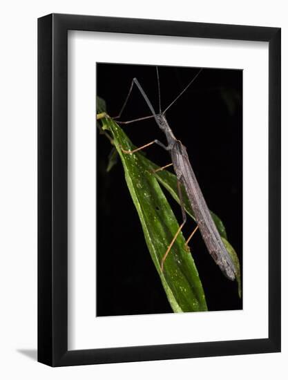 Walking Stick Insect, Yasuni NP, Amazon Rainforest, Ecuador-Pete Oxford-Framed Photographic Print