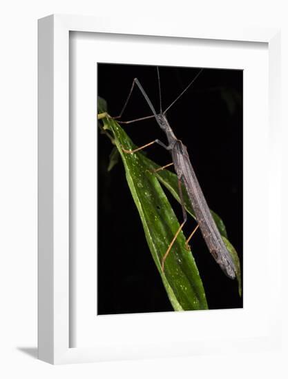 Walking Stick Insect, Yasuni NP, Amazon Rainforest, Ecuador-Pete Oxford-Framed Photographic Print