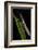 Walking Stick Insect, Yasuni NP, Amazon Rainforest, Ecuador-Pete Oxford-Framed Photographic Print