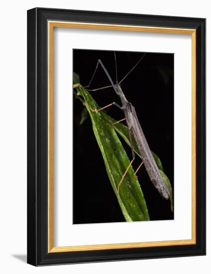 Walking Stick Insect, Yasuni NP, Amazon Rainforest, Ecuador-Pete Oxford-Framed Photographic Print