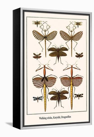 Walking Sticks, Katydid, Dragonflies-Albertus Seba-Framed Stretched Canvas