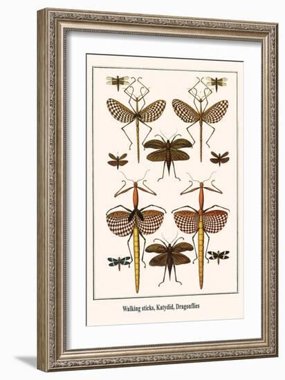 Walking Sticks, Katydid, Dragonflies-Albertus Seba-Framed Art Print