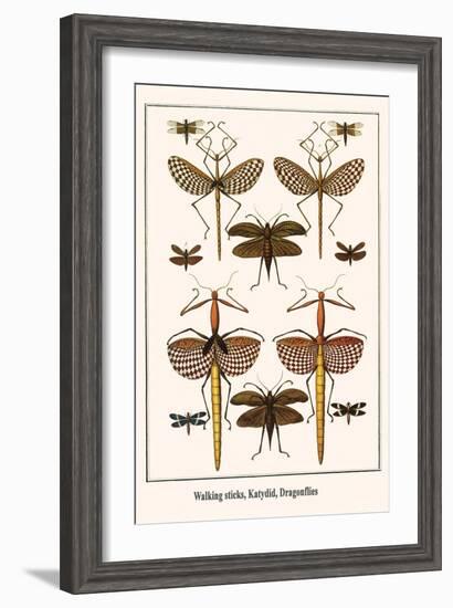 Walking Sticks, Katydid, Dragonflies-Albertus Seba-Framed Art Print