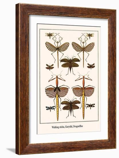 Walking Sticks, Katydid, Dragonflies-Albertus Seba-Framed Art Print