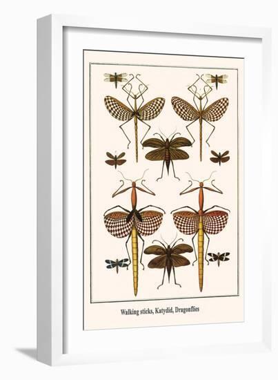 Walking Sticks, Katydid, Dragonflies-Albertus Seba-Framed Art Print