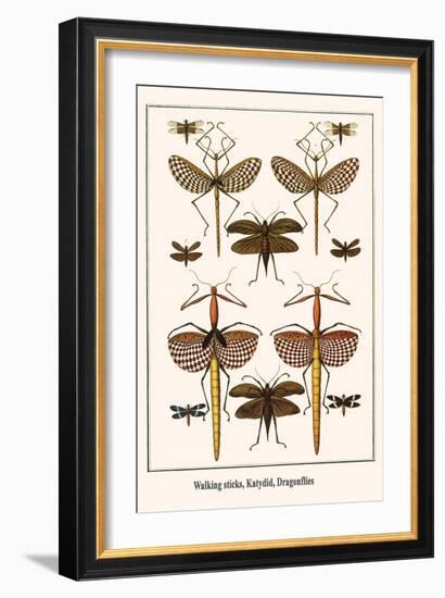 Walking Sticks, Katydid, Dragonflies-Albertus Seba-Framed Art Print