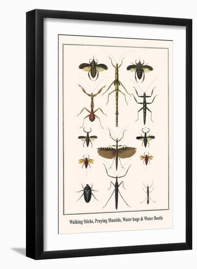 Walking Sticks, Praying Mantids, Water Bugs and Water Beetle-Albertus Seba-Framed Art Print